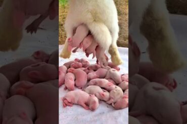 Rabbit growth -  Baby Rabbit Grows From 1 Day To 3 Weeks