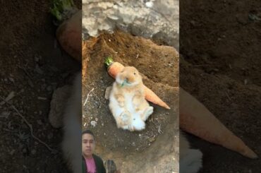 This bunny looks fine #cute #bunny #rabbit #pets #rabbitfood #petbunny #pet #petrabbit