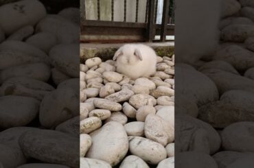 WATCH ME GROW #bunnylife #animal #bunny #cute #mammal #pets #rabbit #cutebunny