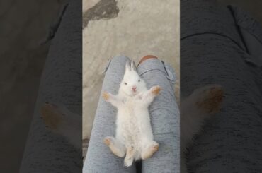 CUTEST Baby Rabbit Plays All Day Long!