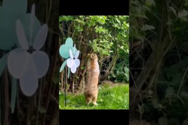 The standing cute bunny. #rabbit #cute #shorts