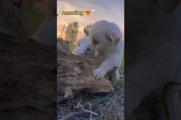 So so cute rabbit and puppy friendship #beautiful#rabbit #trend #trending #viralvideo #bunny #shorts