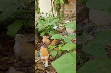 The Bunny eating time is so cute. Cute debut plan. Baby rabbit #cute #pets #animals
