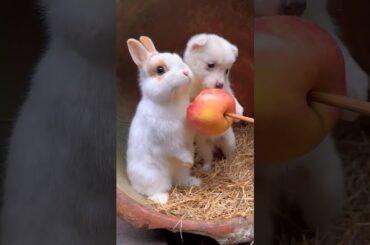 The little rabbit growth - Cute pet debut plan. Baby Rabbit 1 To 17 Days #cute #animals