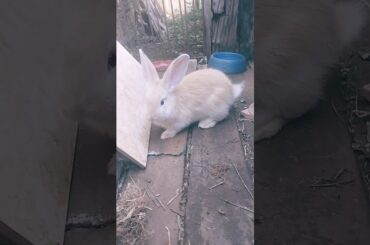 coelhinha fofinha cute bunny #bunny #rabbit #coelhinha