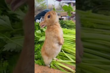 Cute rabbit eating shorts #rabbit #rabbitdiet#cute #bunny #rabbiteating #rabbitfood #animalfood#pets