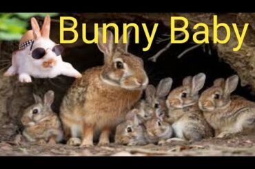 Bunny a Group of Baby Three | Cute Bunny Eating
