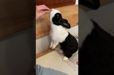 Cute Bunny Enjoying Walnut #shorts #funny #bunny #rabbit #asmr #animals