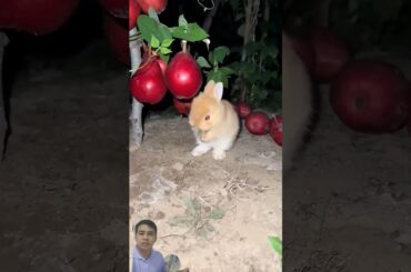 This bunny enjoys pears #cute #bunny #rabbit #pets #rabbitfood #petbunny #pet #petrabbit