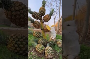 Cute rabbit #mypetstory #rabbit #beutifulanimals #cute #petstory #animals #pettales #petstorytelling