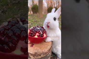 Rabbit Cute Baby - Baby Rabbit Growing Up Day By Day #cute #pets