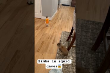 Simba plays first round #shorts#viral#trending#trendingshorts#bunny#bunnyboy#bunnies#pets#petbunny
