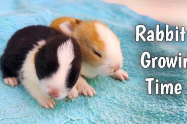 Baby Rabbit Growing Up | Rabbit Cute Little Pastoral Pet #cute #pets #animals