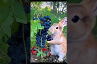Cute rabbit eating grapes from a garden.
