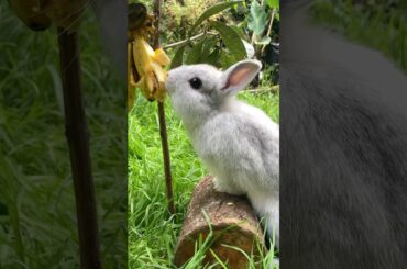 A cute rabbit is eating a banana on a guava tree.#rabbit #bunny #cute #animals #pets #cuteanimals
