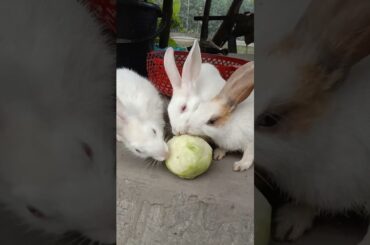 3 Rabbits eating beet coffee curry #rabbit #petrabbit #cute #rabbite #animals #houserabbit