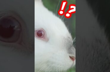 Bunnies can do what!?  #aianimals #animals #bunny #rabbit #rabbits  #facts #animalstories #pets