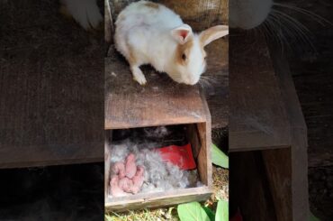 Listen to the sound of the little rabbit scream and be cute. Rabbit - Cute little pastoral pet