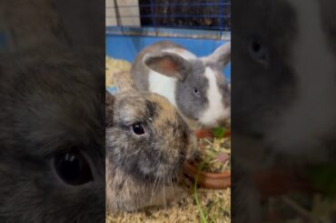 #cutebunny #short #rabbit #cutepet #bunny