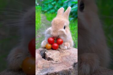 Cute bunnies on snack | rabbit eating | amazing animals #690 | #cute #rabbit