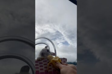 Cute bunny enjoying banana in the morning #rabbit #bunny #cute #animals #pets #cuteanimals