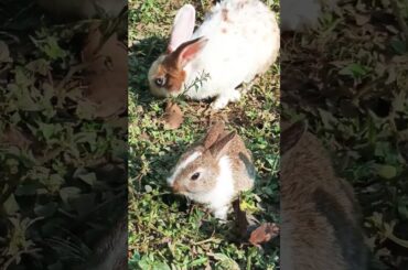 Cute Bunny Family #shorts #bunny #bunnylife  #bunnies