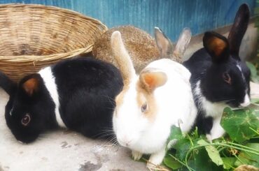 Cute bunny eating grass video