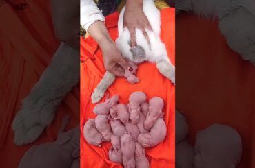 Rabbit growth - Baby BUNNY 1 To 17 Days | rabbit the rural pet #cute #pets