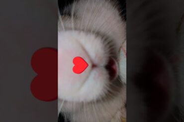 #music #kids #baby #children #cute #shortsfeed #rabbit #bunnycomedy #animal #bunnymovie