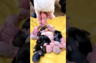 Rabbit growth - Cute Baby Animals 1 To 16 Days #pets #animals