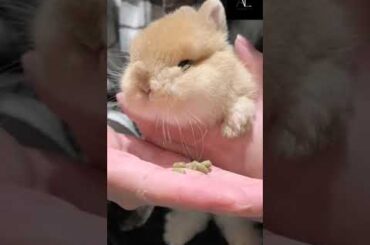Animal being adorable #youtubeshorts #shorts #cute #baby #bunny #cutecub #pets #adorableanimals