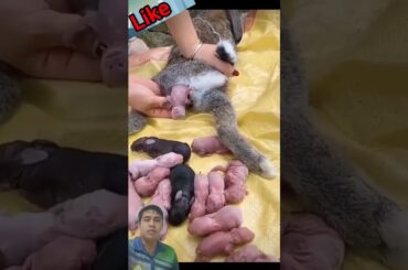 This bunny gaves birth #rabbit #animals #pets #cute #cutebaby #rabbitgivingbirth #pet