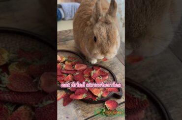 cute rabbit when eating strawberries #shortvideo #shorts #rabbit #funny