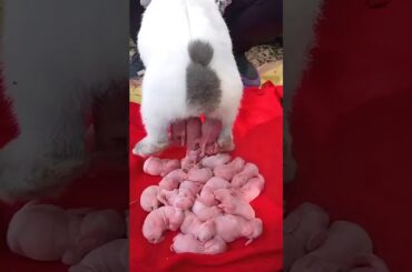 Rabbit Baby 1 To 18 Days | Rabbit rural pet so cute #pets #animals