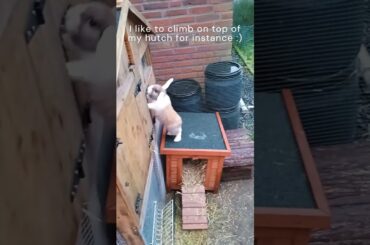 Finally introducing!  #bunny #pets #bunnyantics #cute #rabbit #bunnyhighlights #cuteanimals