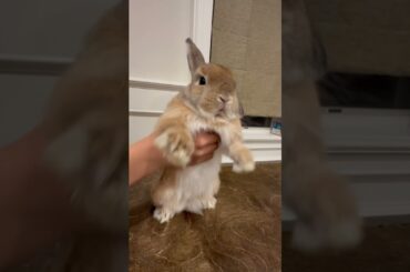 Cute bunny dancing to beat!