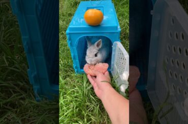 This cute bunny is trying pomelo for the first time. #rabbit #bunny #cuteanimals #pets #bunnyeating