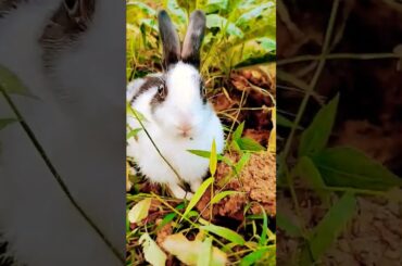 My cute beautiful Chhota sa baby rabbit#imdurgakashyap #youtubeshorts #shorts