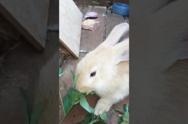 Coelhinha fofinha cute bunny #rabbit #bunny #petbunny