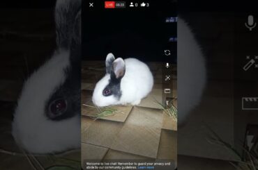 Rabbit cute baby #youtubeshorts #shortsfeed #rabbitbaby #shorts