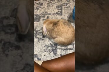 Bunny eats a carrot. #bunny #cutebunny #rabbit