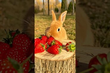 A cute little rabbit is eating strawberries. #cute #rabbit #bunny