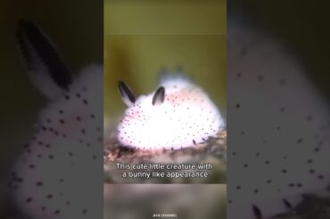 Sea Bunny: The Cutest Ocean Creature
