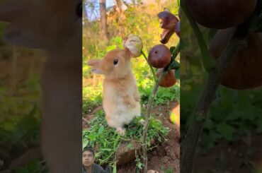 She loves the fruit #rabbit #cute #bunny #pets #petbunny #rabbitfood #petrabbit #pet #animals