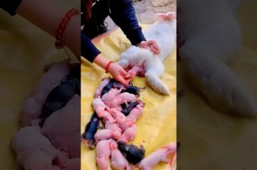 Rabbit growth time #cute #pets