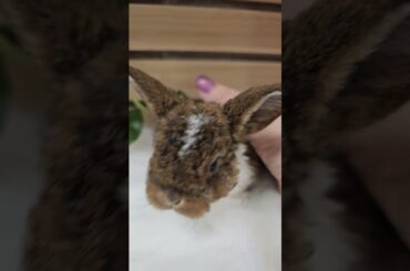 Cutest baby bunny #bunny #plush #pets #loprabbit #plushlop #velvetbunny #cute #rabbit #plushies #mpl