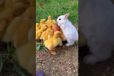 Bunny and ducklings #cute #rabbit #duck #pets #pet #funny #bunny #animals