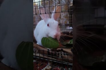 Rabbit eating leaves #bunny #rabbit #animals #pets #cute #viralvideo #yshorts #trendingshorts #love