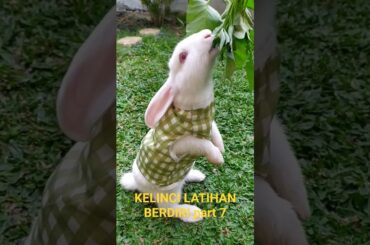 KELINCI part 7 #cutebunny #rabbit #bunny #shorts #viralvideo #animals #labubu