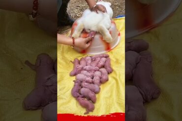 Rabbit growth - baby bunny 1 to 30 days #pets #animals